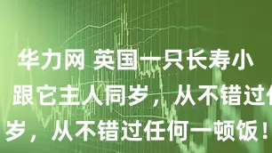 华力网 英国一只长寿小猫30岁了，跟它主人同岁，从不错过任何一顿饭！